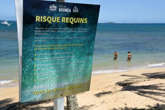 Risque requin : la ville de Nouméa appelle à 