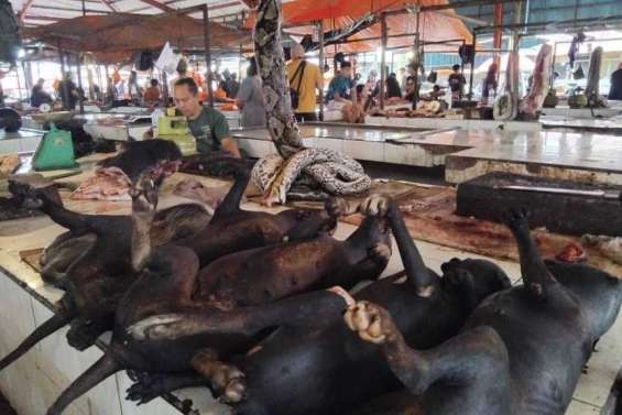 La ville de Jakarta interdit la consommation de viande de chien et de chat