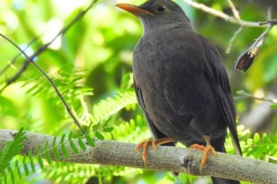 L’Atlas de la biodiversité de Poum, lauréat de la Palme Ifrecor 2025