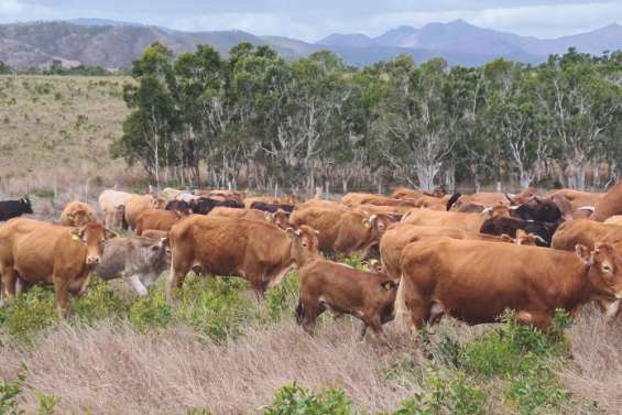 [MAGAZINE] La traçabilité, un outil indispensable à la filière bovine à généraliser