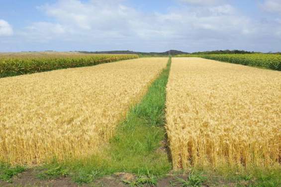 [MAGAZINE] Nouveaux enjeux pour la filière céréales et oléo-protéagineux