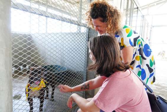 [INFOGRAPHIE] En six ans, le nombre de chiens euthanasiés à la fourrière a nettement baissé