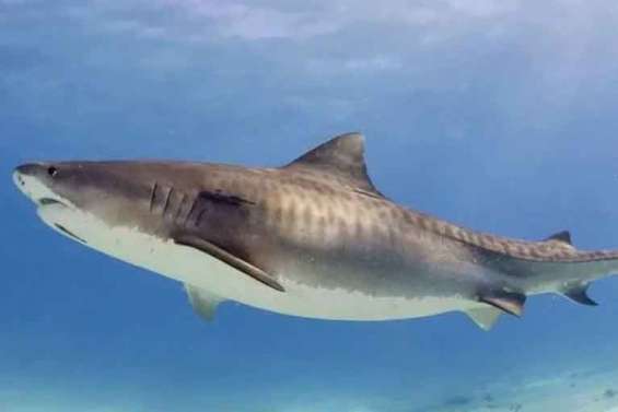 Deux attaques de requin en deux jours à Nouville, la mairie appelle à la vigilance