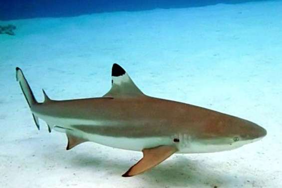 Un enfant de 7 ans mordu par un requin au mollet aux Marquises