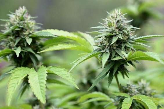 Filière chanvre : les promesses politiques à l’épreuve de la réalité économique