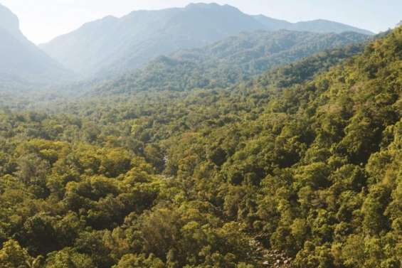 Réchauffement climatique : la mortalité des arbres s’accélère en Australie, selon une étude