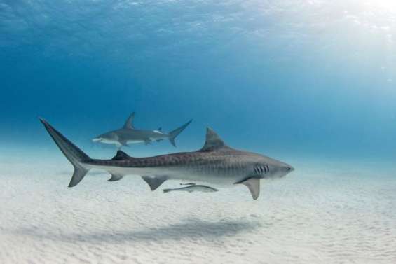 L’attaque sur un plongeur relance le débat sur l’abattage des requins