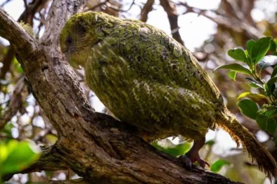 Nouvelle-Zélande : le kakapo, perroquet en danger, recommence à se reproduire après 4 ans