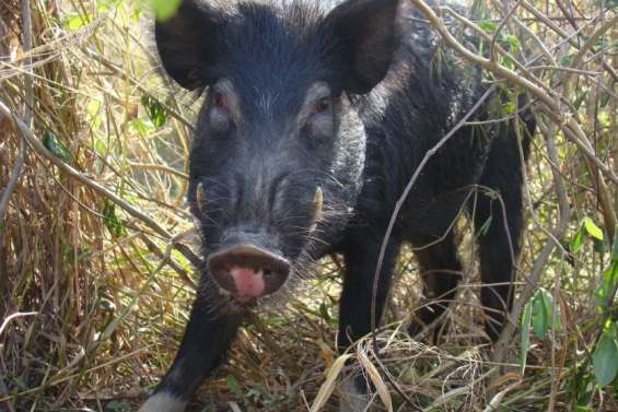 D’où viennent les cochons sauvages de Nouvelle-Calédonie ?