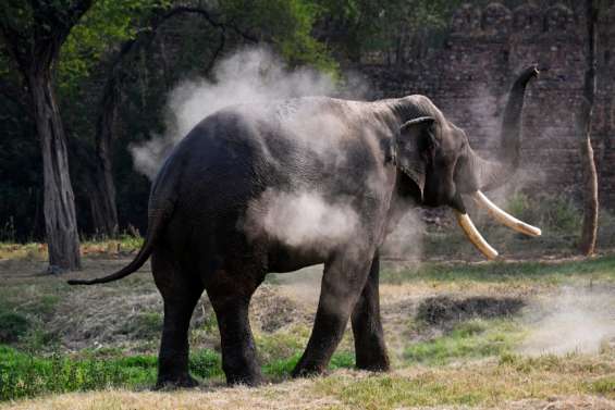 Inde : traque d’un éléphant ayant tué 20 personnes