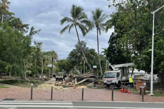 Un banian s’effondre place de la Paix