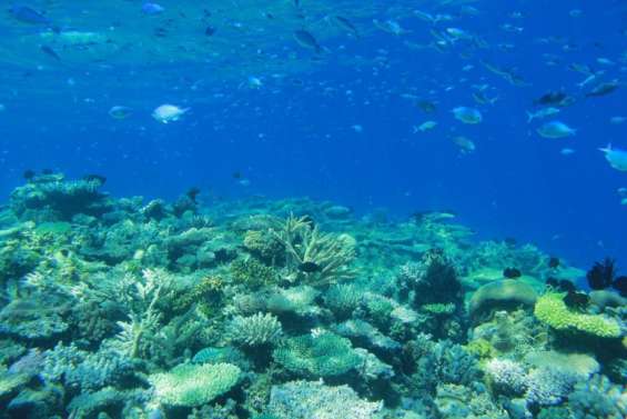 Trois ans de vague de chaleur ont blanchi la moitié des récifs coralliens de la planète