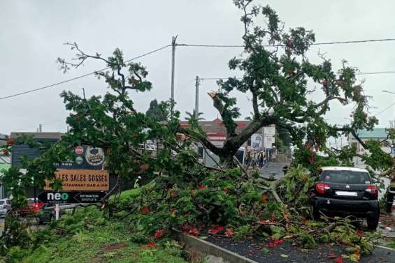 Un flamboyant s’effondre sur deux voitures stationnées dans le quartier de l’Artillerie