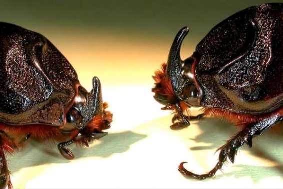 SCARABÉE RHINOCÉROS : PENDANT QUE LES  INSTITUTIONS REGARDENT, LES CITOYENS FONT…