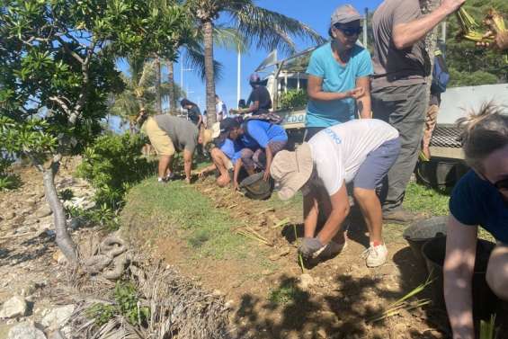 A la côte Blanche, des citoyens replantent pour freiner l’érosion