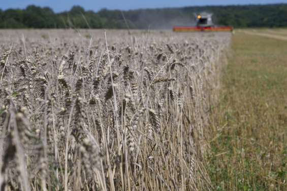 L’alimentation est la cause principale de l’exposition au cadmium