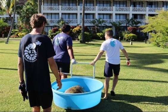Tortue volée en Polynésie : 