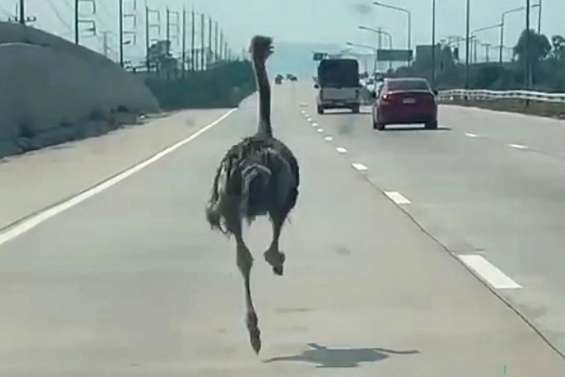 Thaïlande : une autruche sème la pagaille sur l'autoroute