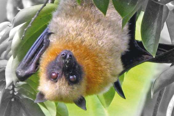 Roussettes et notous : la chasse est ouverte jusqu’au 26 avril