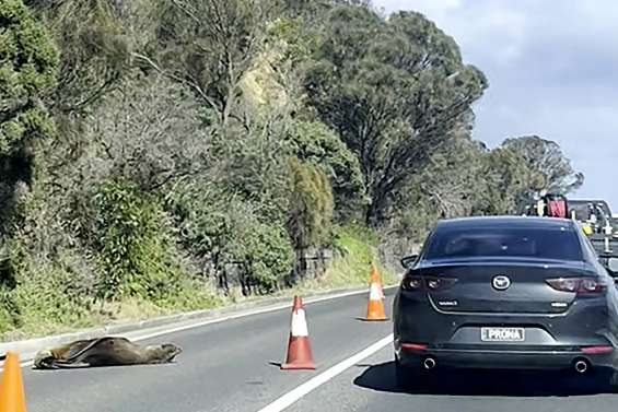 Australie : un phoque roupille sur la chaussée, la circulation déviée