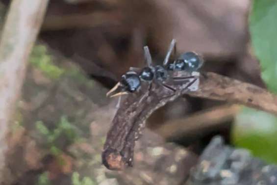 Sur la piste de Myrmecia apicalis, la fourmi qu’on croyait disparue