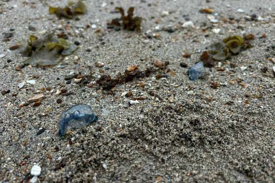 Présence de physalies : la ville de Nouméa annonce la réouverture des plages