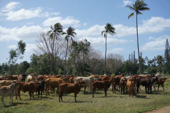 [MAGAZINE] Le fouet du stockman : un logiciel pour optimiser les élevages