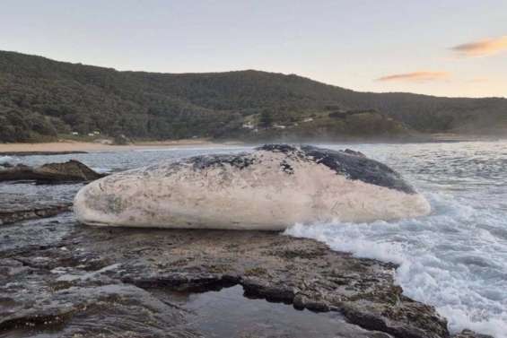 Sydney : des plages fermées à cause d’un festin de requins sur une carcasse de cachalot