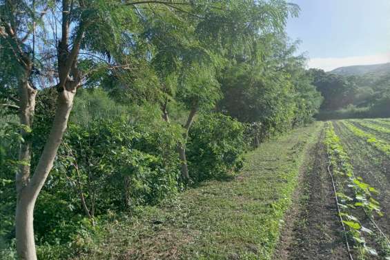 [MAGAZINE] Haies, bandes fleuries, mares, arbres... ou comment développer la biodiversité calédonienne au service des exploitations agricoles