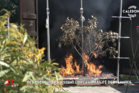 Une étude sur la résistance des plantes au feu, entretien avec Georges Naturel… Le JT de Caledonia du 8 mai