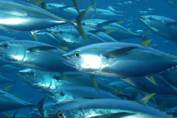 Poissons contaminés au mercure : les Outre-mer en première ligne