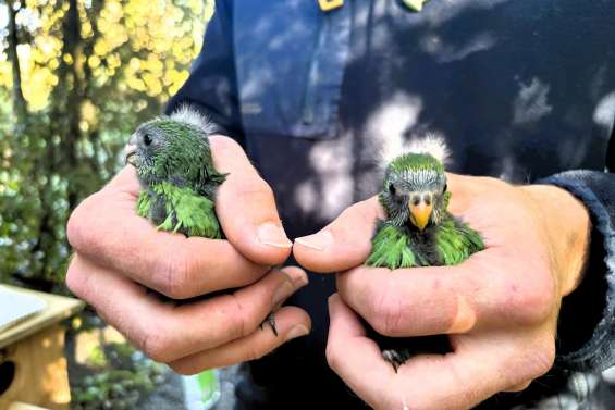 En Nouvelle-Zélande, un fougueux couple de perruches contribue à préserver son espèce