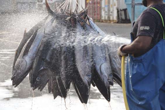 La pêche professionnelle bientôt mieux encadrée dans les eaux calédoniennes