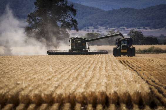 Australie : la récolte de blé devrait chuter d’un quart en 2026