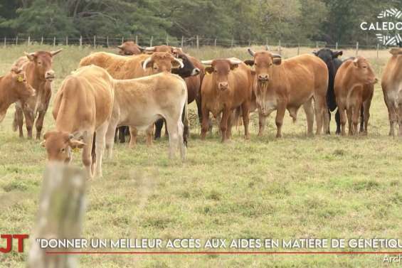 Premier vol d’Aircal vers Lifou, une aide pour les éleveurs de la province Sud… Le JT de Caledonia du 2 juin