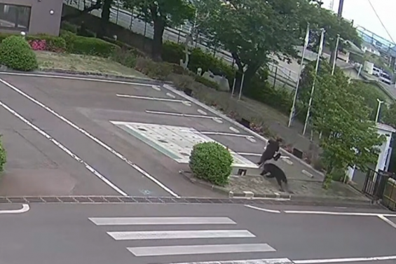 Au Japon, un ours blesse quatre personnes dans deux entreprises et une zone résidentielle