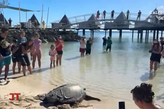 Lâcher de tortue à l'îlot Maître, reprise sous pression d'Aircal à Lifou... Le JT de Caledonia du 3 juin