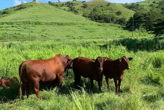 [MAGAZINE] CAP Nessadiou, favoriser la diversification et la durabilité de l’agriculture locale