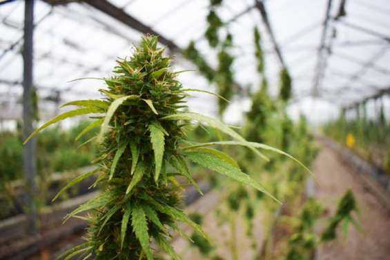 En Indonésie, une Australienne risque 20 ans de prison pour du cannabis médical