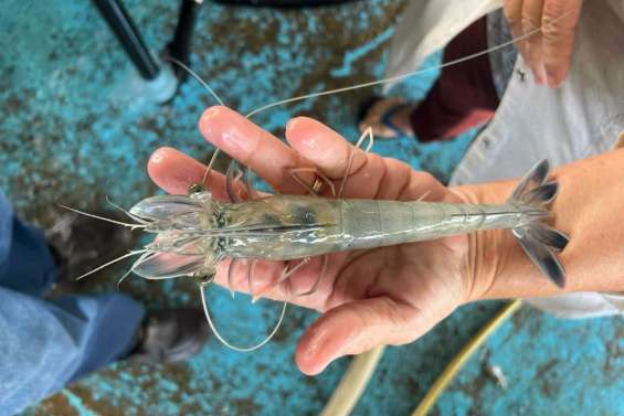 [MAGAZINE] La filière crevette confrontée à des défis techniques importants
