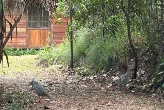Un couple de cagous s’installe dans un gîte de Tontouta