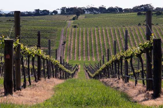 Crise viticole en Australie : des vignes centenaires arrachées, une industrie à genoux