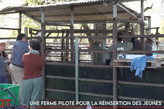 Une ferme pour la réinsertion des jeunes, une master class en sciences politiques à l’UNC… Le JT de Caledonia du 26 juin