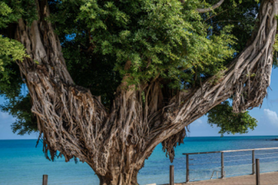 La mairie de Nouméa va abattre un banian malade à la baie des Citrons