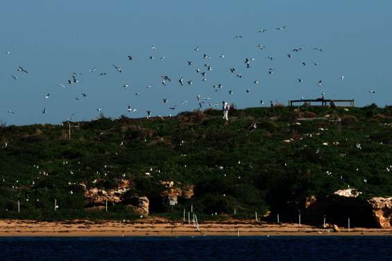 En Australie, la grippe aviaire H5 détectée chez un oiseau marin
