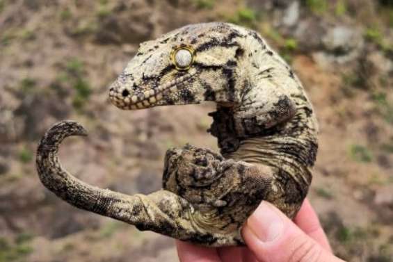 Un gecko géant de Leach trouvé près des locaux du parc provincial des Grandes Fougères