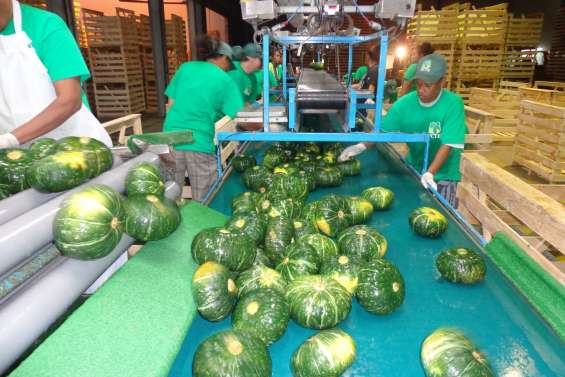 Pourrait-on éradiquer les pesticides des cultures de squash et patate douce ?