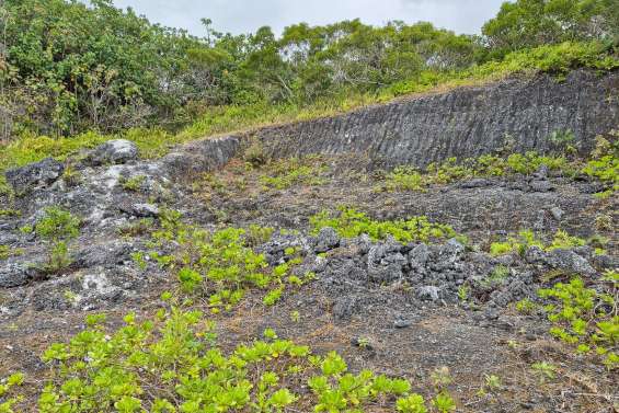 Deux projets calédoniens décrochent 155 millions pour la biodiversité