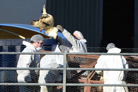 Grippe aviaire : la Nouvelle-Calédonie renforce sa vigilance
