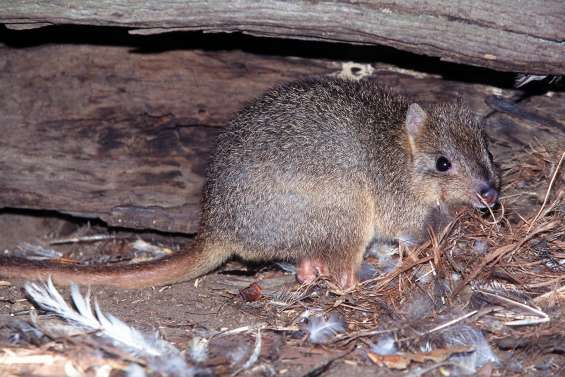 En Australie, les bettongs réintroduits sur une île 410 ans après leur disparition